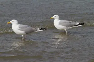 Argentatus: European Herring Gull