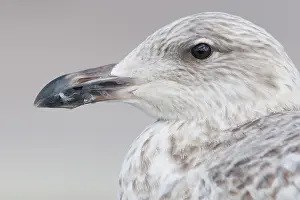 Abundant: European Herring Gull