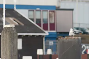 Mooring: European Herring Gull