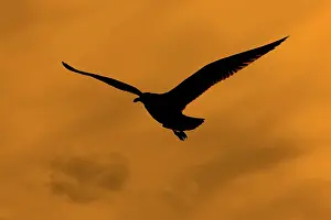 Abundant: European Herring Gull