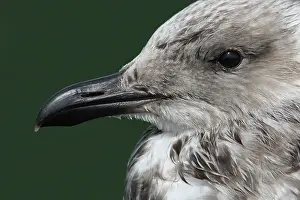 Abundant: European Herring Gull