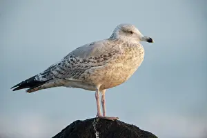 Calendar: European Herring Gull