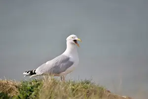 Shouting: European Herring Gull