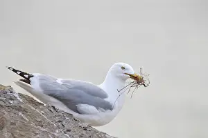 Argentatus: European Herring Gull