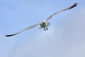 Abundant: European Herring Gull