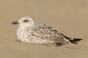 Abundant: European Herring Gull
