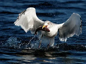 Herring: European Herring Gull