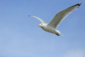 Hemisphere: European Herring Gull