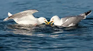 Flatanger: European Herring Gull