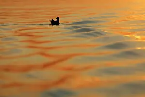 Waves: European Herring Gull