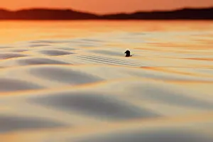 Waves: European Herring Gull