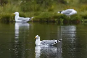 Laridae: European Herring Gull - on lake - Kainuu, Finland