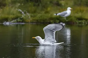 Laridae: European Herring Gull - on lake - Kainuu, Finland