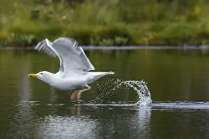 Laridae: European Herring Gull - on lake - Kainuu, Finland