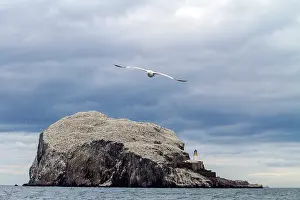 Bass: European herring gull (Larus argentatus), Bass Rock