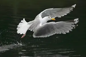Start: European herring gull (Larus argentatus) above the