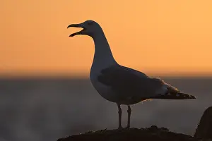Herring: European herring gull (Larus argentatus), adult