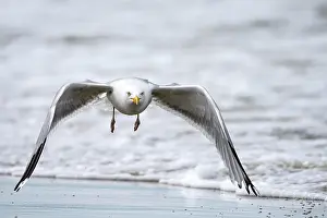 Seagull: European herring gull (Larus argentatus), in fli