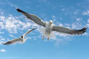 Herring: European herring gull (Larus argentatus) in flight