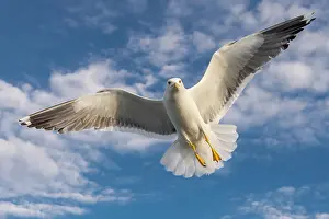 Herring: European herring gull (Larus argentatus) in flight