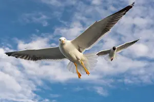 Herring: European herring gull (Larus argentatus) in flight