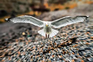 Start: European herring gull (Larus argentatus) flying