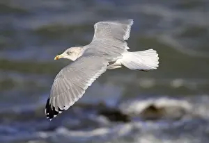 Zeeland: European Herring Gull (Larus argentatus) flying