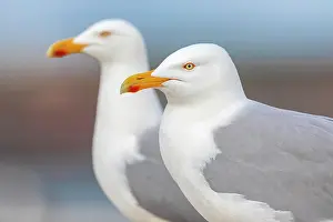 Seagull: European herring gull (Larus argentatus) portrait