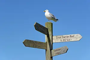 Direction: European herring gull (Larus argentatus) stands