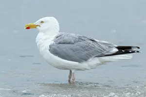 090320: European Herring Gull - preening on beach - Dune