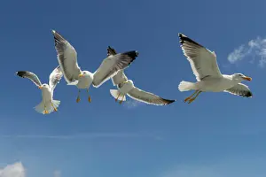 Herring: European herring gulls (Larus argentatus) in flight