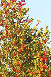 Aquifolium: European Holly - tree with red berries