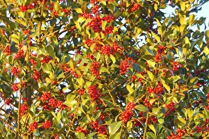 Aquifolium: European Holly - tree with red berries