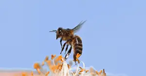 Beehive: |European Honey Bee (apis mellifera), Bee in Fli