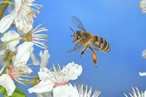 Honey: European honey bee (Apis mellifera) bee in flight