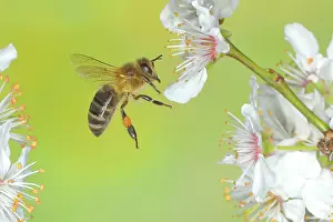 Honey: European honey bee (Apis mellifera) bee in flight
