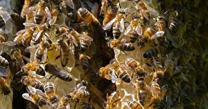 Beehive: |European Honey Bee (apis mellifera), Bees on a