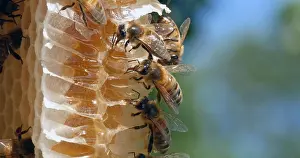 Beehive: |European Honey Bee (apis mellifera), Bees on a