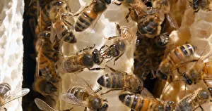Beehive: |European Honey Bee (apis mellifera), Bees on a
