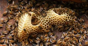 Beehive: |European Honey Bee (apis mellifera), Bees on a