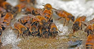 Beehive: European Honey Bee (apis mellifera), Bees drinki