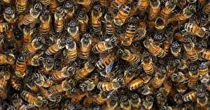 Entrance: |European Honey Bee (apis mellifera), bees grazi