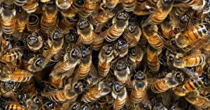 Entrance: |European Honey Bee (apis mellifera), bees grazi