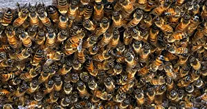 Entrance: |European Honey Bee (apis mellifera), bees grazi