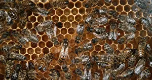 Beehive: European Honey Bee (apis mellifera), Bees workin