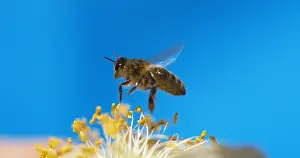 Beehive: |European Honey Bee (apis mellifera), black Bee