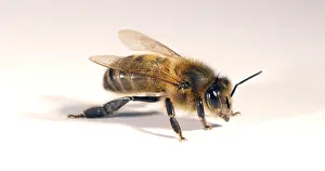 Beehive: European Honey Bee (apis mellifera), Black Bee a