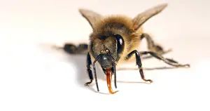 Beehive: European Honey Bee (apis mellifera), Black Bee a