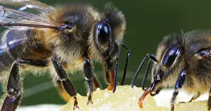 Beehive: European Honey Bee (apis mellifera), black Bee L