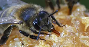 Beehive: European Honey Bee (apis mellifera), black Bee L